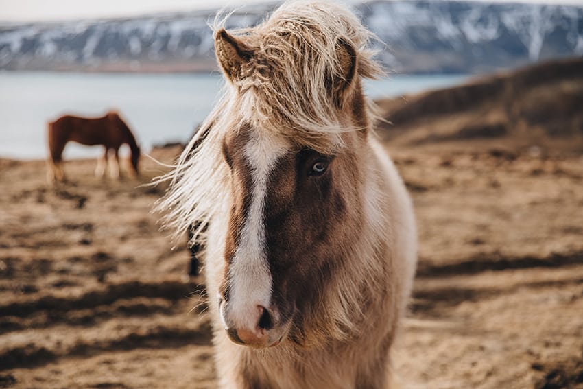 Reasons to visit Iceland - To see the Beautiful Icelandic Horses