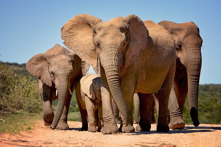 Addo-Elephant-National-Park-South-Africa.jpg