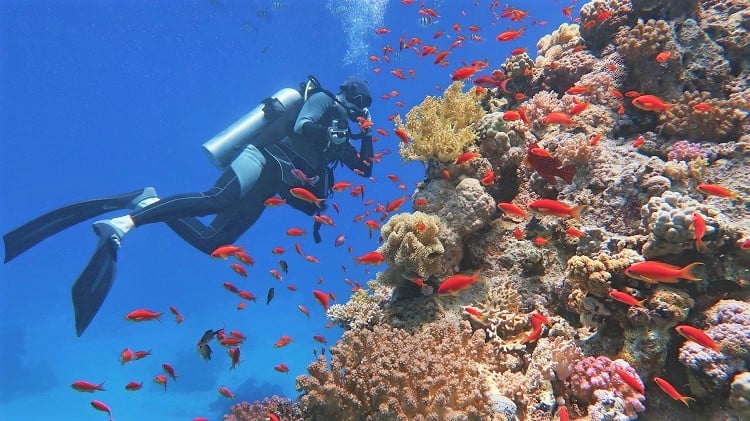Scuba Diving in Great Barrier Reef