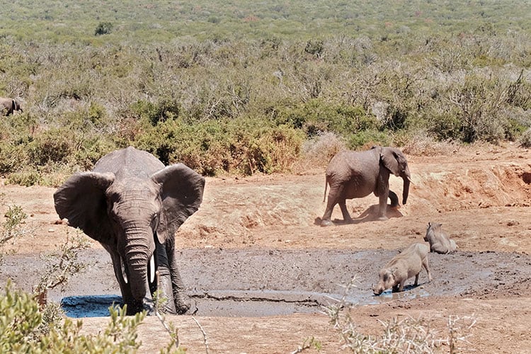 Addo-Elephant-National-Park-Self-Drive-Tour