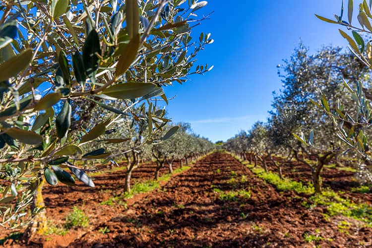 Olive Farms in Ostuni