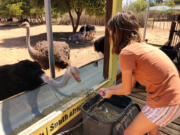 Oudtshoorn Safari Ostrich Farm