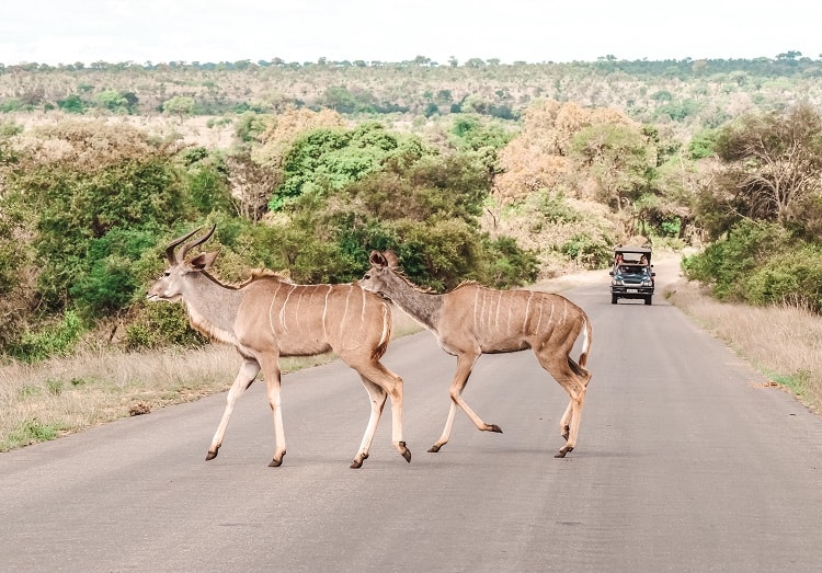 What to do in Kruger National Park
