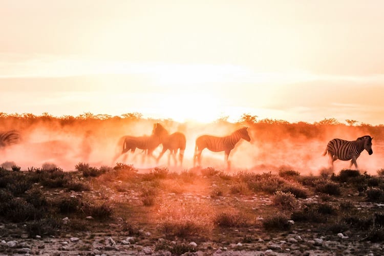 Sunset in Etosha National Park, zebras playing in the desert- Travel Namibia with Children