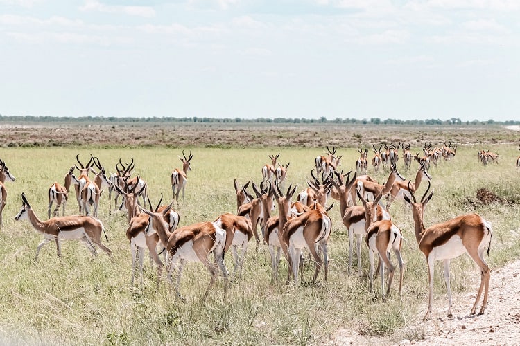 Etosha National Park, springbok herd walking away in the grassy plane