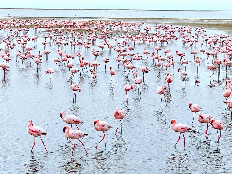 hundreds of pink flamingos walking around in the water at Swakopmund in Namibia