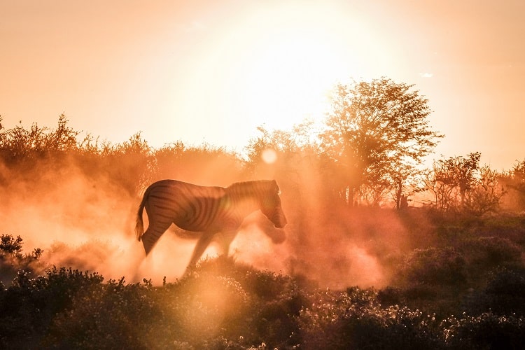 Etosha national park in Namibia, zebra walking in the sunset