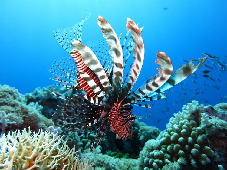 7 Fun Activities to do in the Caribbean With Kids - Lionfish underwater