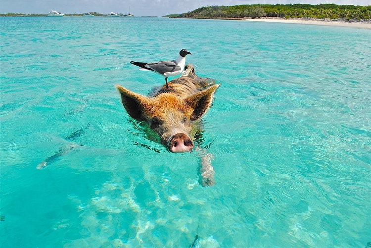 Pig swimming in the Grand Cayman waters