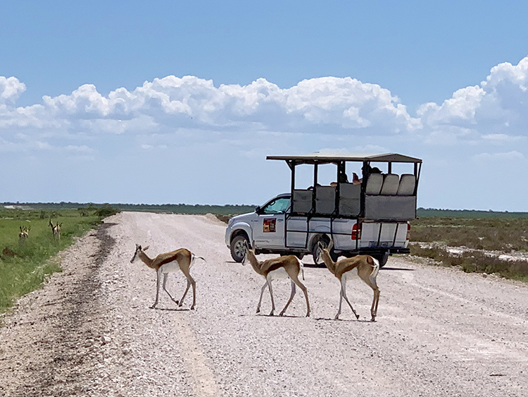 Impalas crossing the dirt road in front of the car in Etosha National Park in Namibia