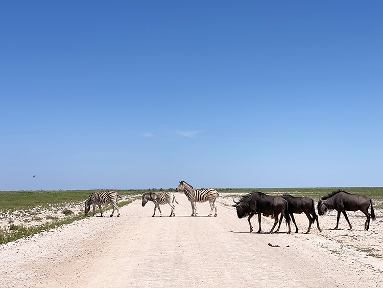 Zebras and Blue Wildebeests crossing the dirt road in Etosha National Park in Namibia