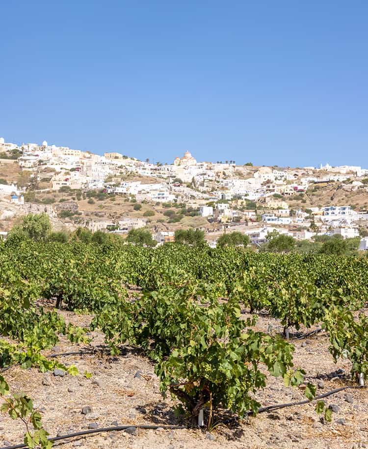 Santorini Vineyard - Things to do in Santorini - Vines in the fore ground with city in the distance